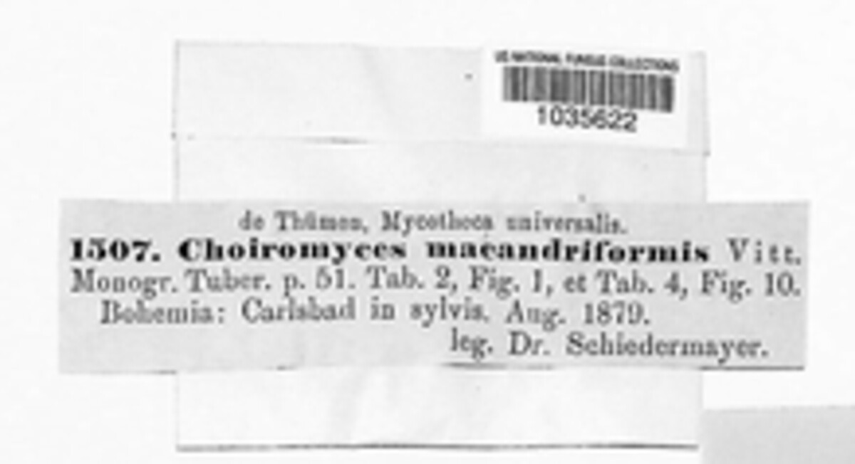 Choiromyces image